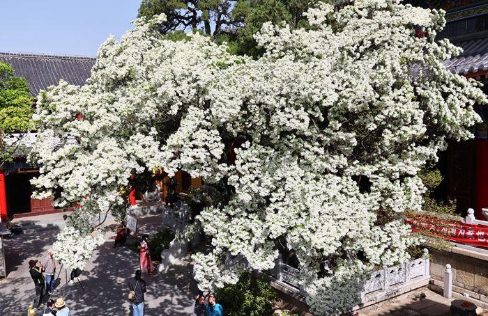 800余歲糯米茶古樹(shù)花開(kāi)如雪