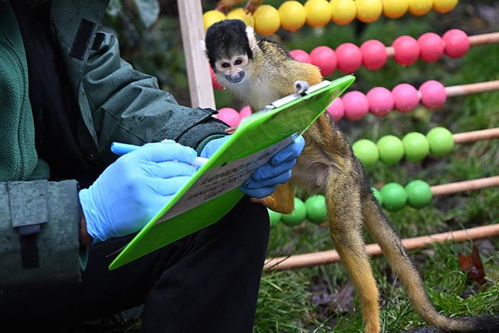 倫敦動物園年度普查