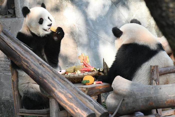 重慶動(dòng)物園為動(dòng)物送上特制月餅慶中秋